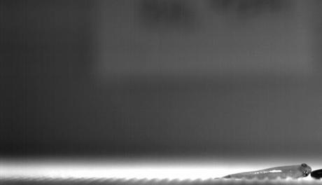 salto rivulus del manglar (Kryptolebias marmoratus) salto rivulus del manglar (Kryptolebias marmoratus)