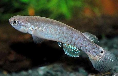 Kryptolebias marmoratus, rivulus del manglar Kryptolebias marmoratus, rivulus del manglar