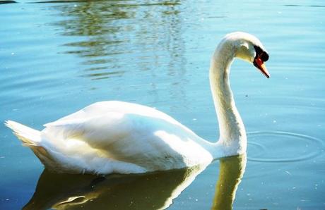 Parque de Isabel la Católica: un oasis para las aves