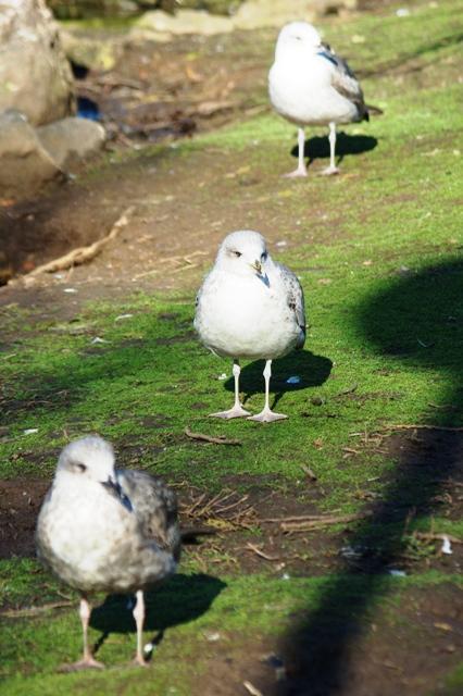 Parque de Isabel la Católica: un oasis para las aves