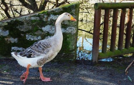Parque de Isabel la Católica: un oasis para las aves