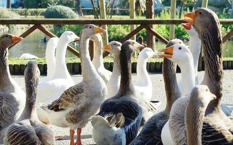 Parque de Isabel la Católica: un oasis para las aves