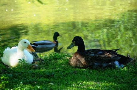Parque de Isabel la Católica: un oasis para las aves