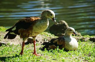 Parque de Isabel la Católica: un oasis para las aves