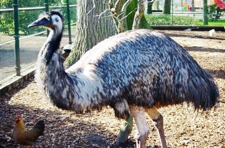 Parque de Isabel la Católica: un oasis para las aves