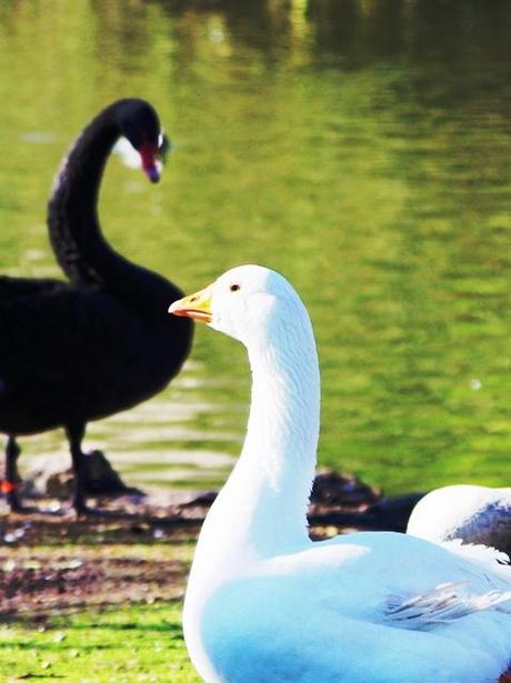 Parque de Isabel la Católica: un oasis para las aves