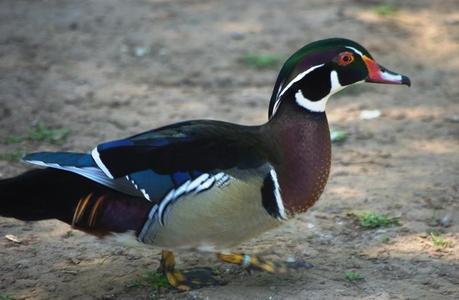 Parque de Isabel la Católica: un oasis para las aves