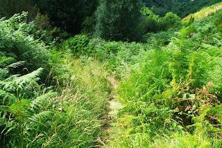 Bosque de Moal: en los confines de Muniellos