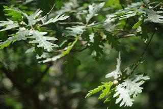 Bosque de Moal: en los confines de Muniellos