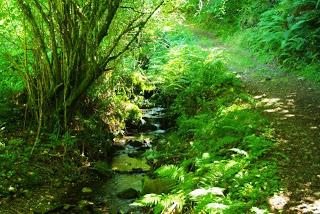 Bosque de Moal: en los confines de Muniellos