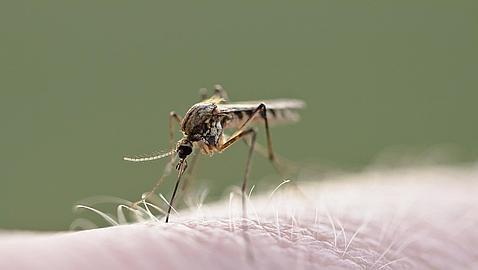 Diez consejos para escapar de los mosquitos