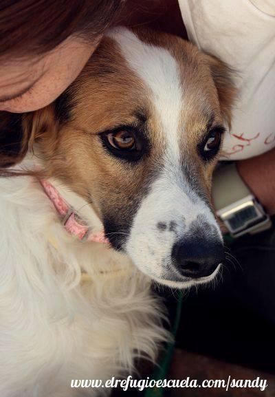 Sandy y las cosas del amor, en adopción‏.