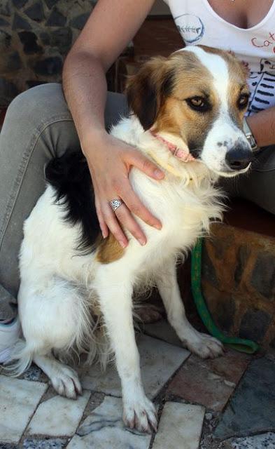 Sandy y las cosas del amor, en adopción‏.