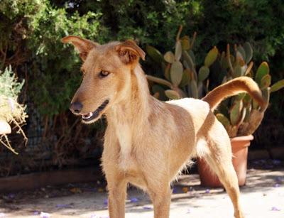 Corcho, pelirrojo en adopción!‏