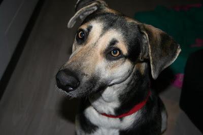 AURA un tesoro de perrita, se queda sin acogida‏.