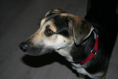 AURA un tesoro de perrita, se queda sin acogida‏.