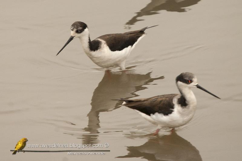 Tero real (South american stilt ) Himantopus melanurus
