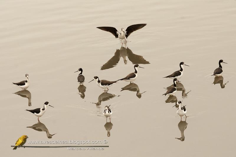 Tero real (South american stilt ) Himantopus melanurus