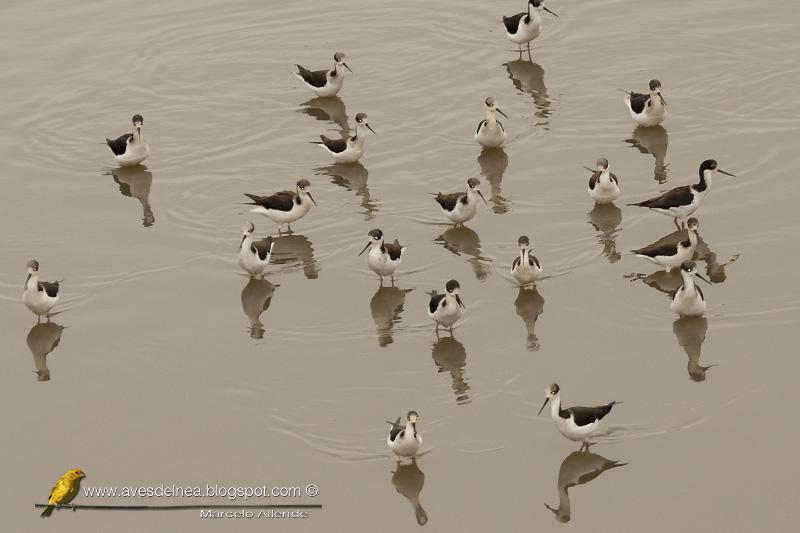Tero real (South american stilt ) Himantopus melanurus
