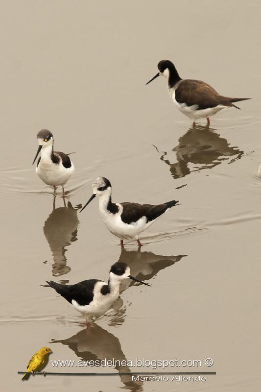 Tero real (South american stilt ) Himantopus melanurus