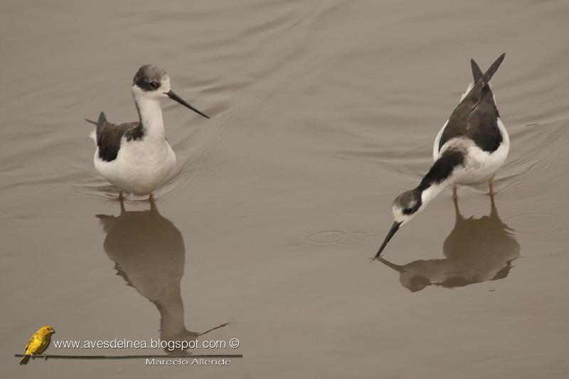 Tero real (South american stilt ) Himantopus melanurus