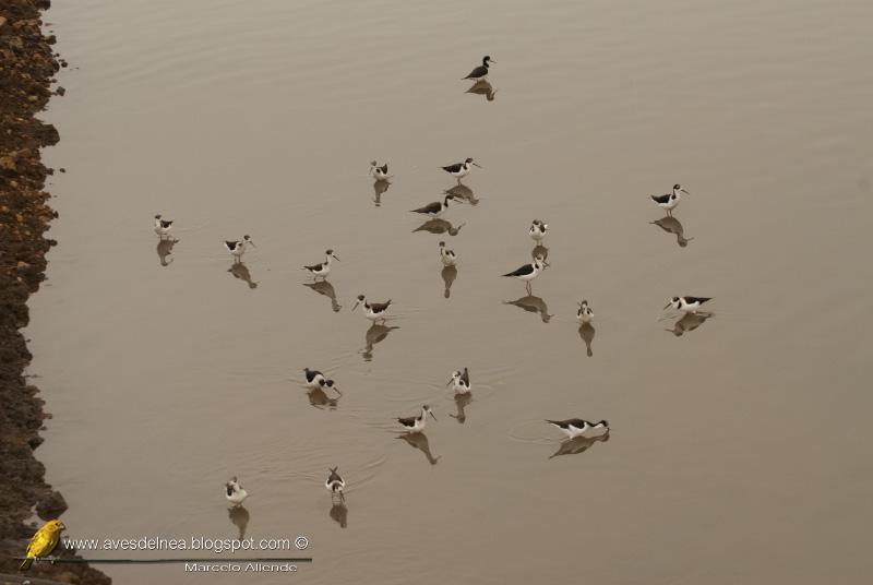 Tero real (South american stilt ) Himantopus melanurus
