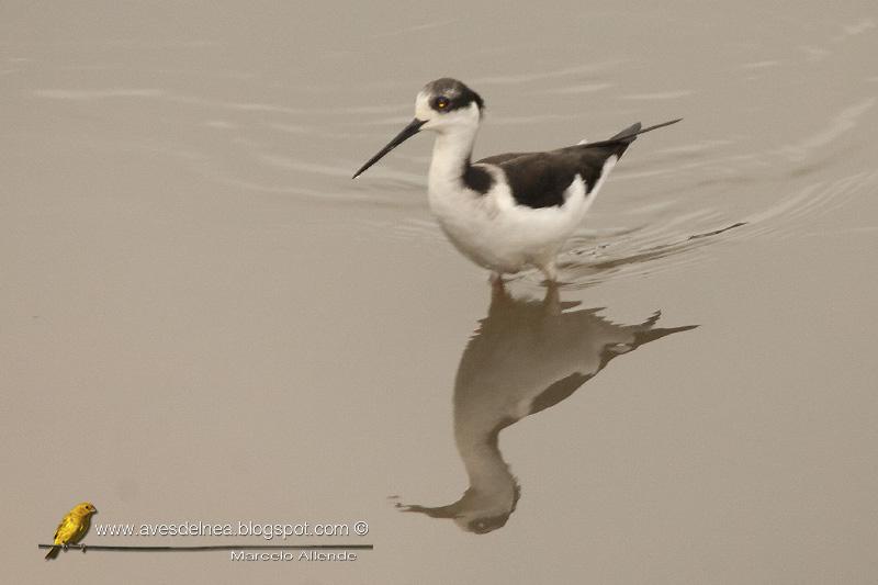 Tero real (South american stilt ) Himantopus melanurus