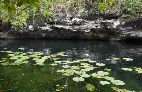 Xenotes, Oasis Maya, Puerto Morelos, Riviera Maya