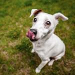 gluten en los perros