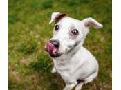 Gluten perros, ¿cómo afecta salud?