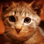 Limpiar las manchas de orina del gato