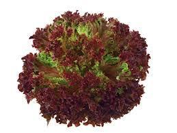 Conociendo las variedades de lechugas – Curiosidades gastronómicas