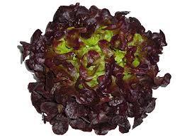 Conociendo las variedades de lechugas – Curiosidades gastronómicas