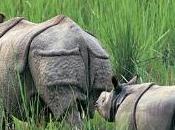 Rinoceronte Java: actualmente existen menos ejemplares todo mundo