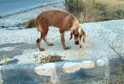 HADA, un dulce de perrita abandonada (Murcia)‏