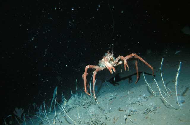 cangrejo rey de la Antártida