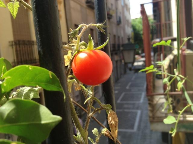 El tomate