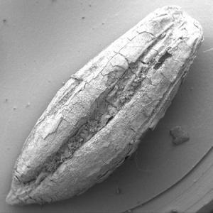 Las raíces de la agricultura se extienden hasta Irán Crop_Starters