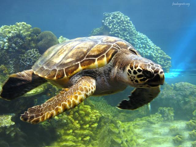 México acogerá la convención para la protección de las tortugas marinas en 2015