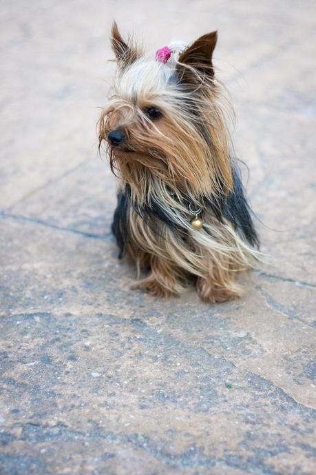 Rock My Shorts Rock My Shorts