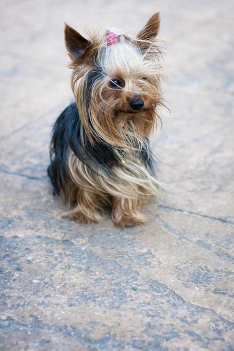 Rock My Shorts Rock My Shorts