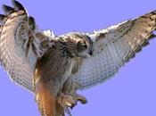 Búho real (Bubo bubo)