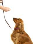 ordenes basicas para perros