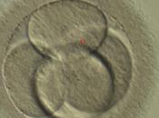 revolución selección embriones