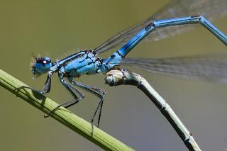 Coenagrion puella (Linnaeus, 1758)