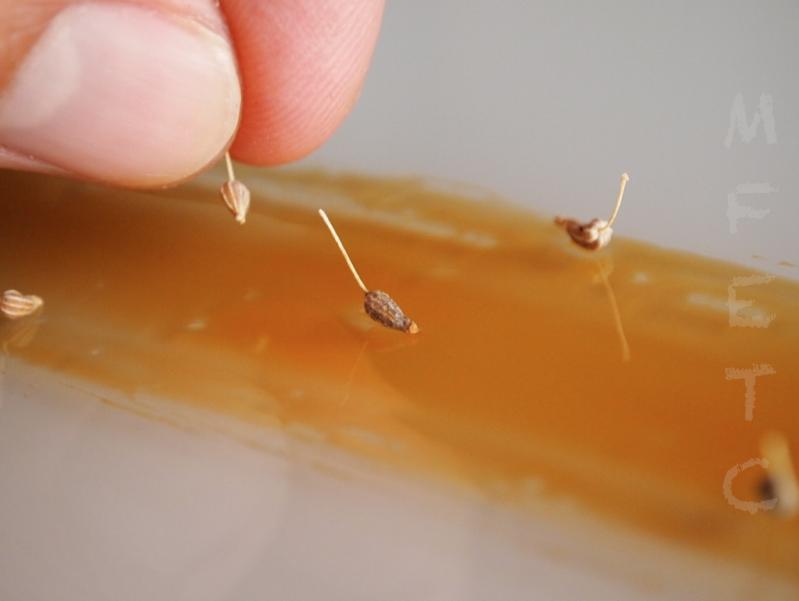 GANACHE DE CHOCOLATE