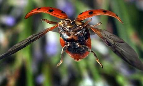 Elaboración de un frasco letal (Entomológico)