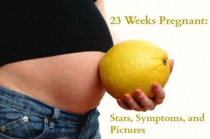 23 semanas de embarazo 23 SEMANAS DE EMBARAZO.