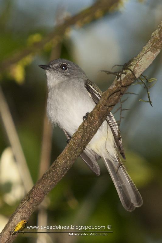 Fiofío ceniciento (Gray Elaenia) Myiopagis caniceps Fiofío ceniciento (Gray Elaenia) Myiopagis caniceps