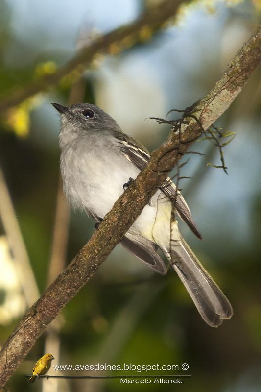 Fiofío ceniciento (Gray Elaenia) Myiopagis caniceps Fiofío ceniciento (Gray Elaenia) Myiopagis caniceps